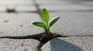 Rebirth in the Crack: Finding Renewal from Writer's Block